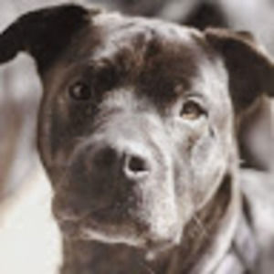 Meet your Posher, Margot